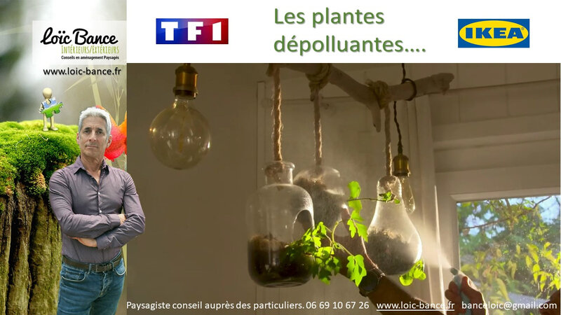 Paysagiste-Arcangues-les-plantes-dépolluantes-TF1-Ikea