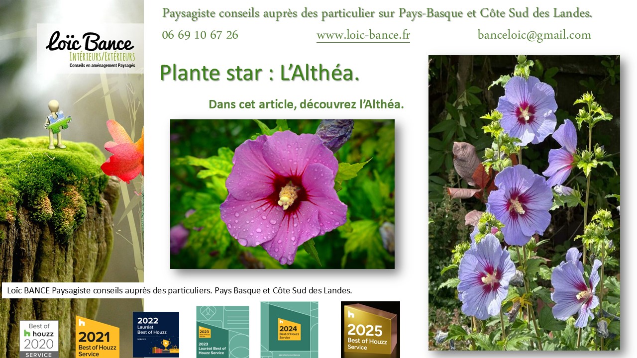 Fiche technique de l'Alth�a Hibiscus Paysagiste Arcangues