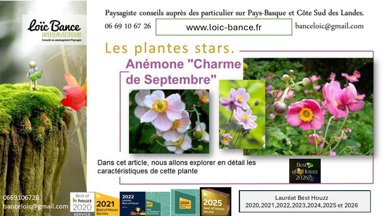 Arcangues paysages. La plante star, an�mone September